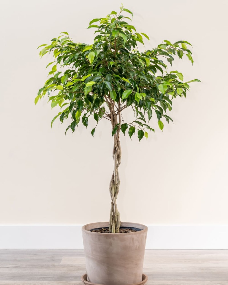 Weeping Fig (Ficus Benjamina)