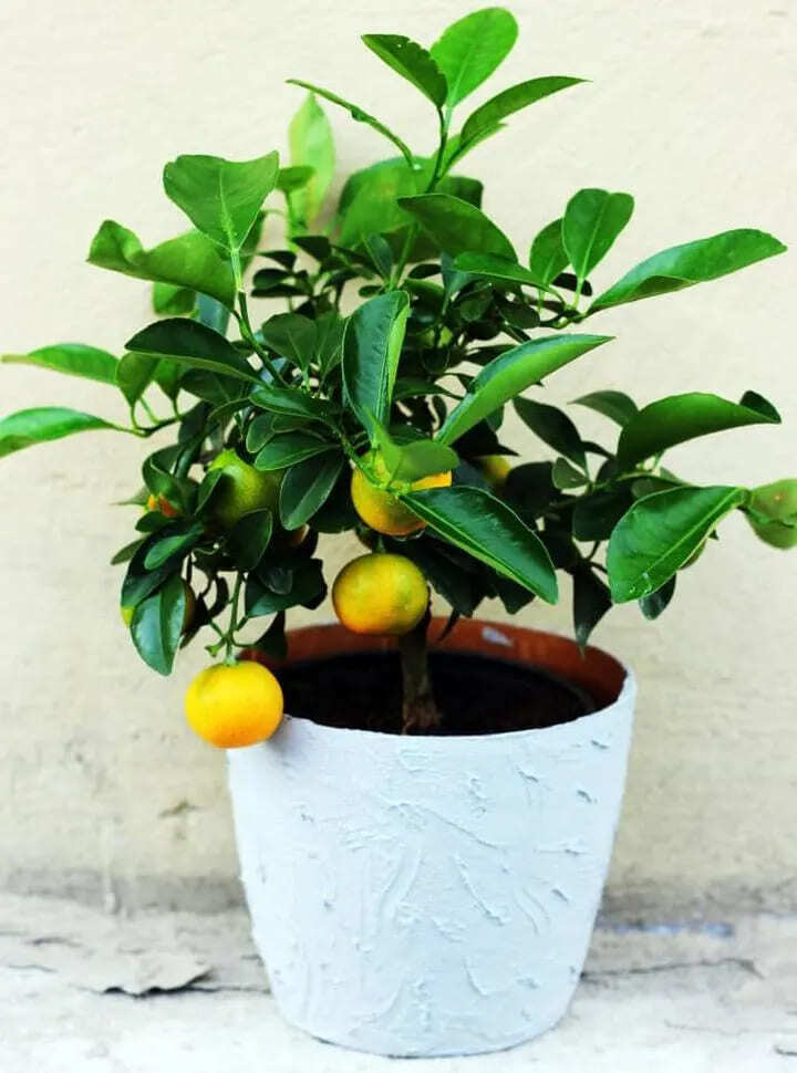 Calamondin Orange Tree