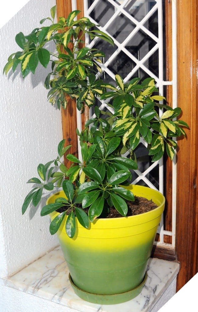 Umbrella Tree (Schefflera Arboricola)