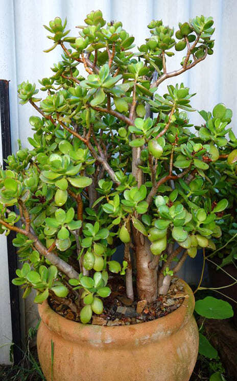 Jade Plant