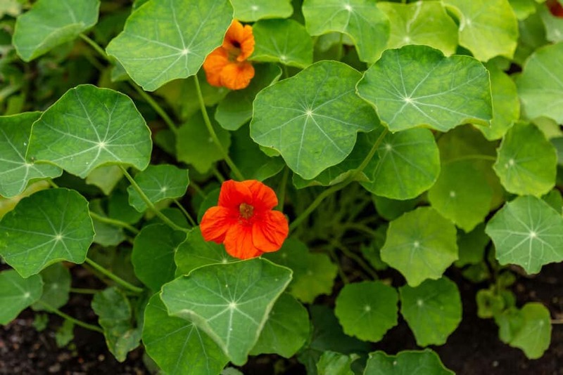 Nasturtium