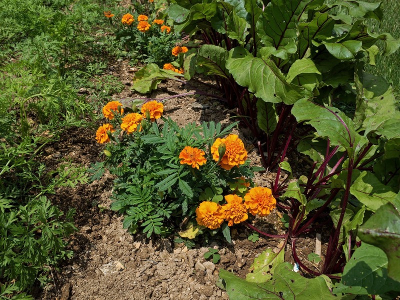 Marigolds