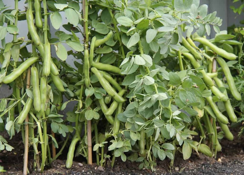 Bush Beans