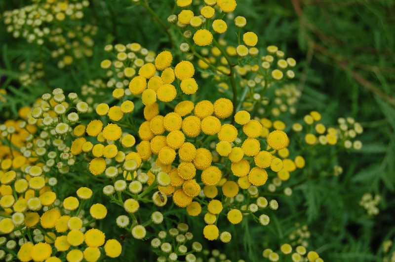 Tansy