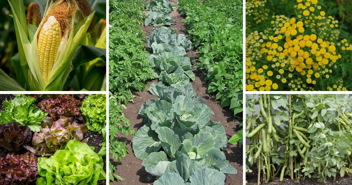 11 Best Plants To Grow With Potatoes You Should Know