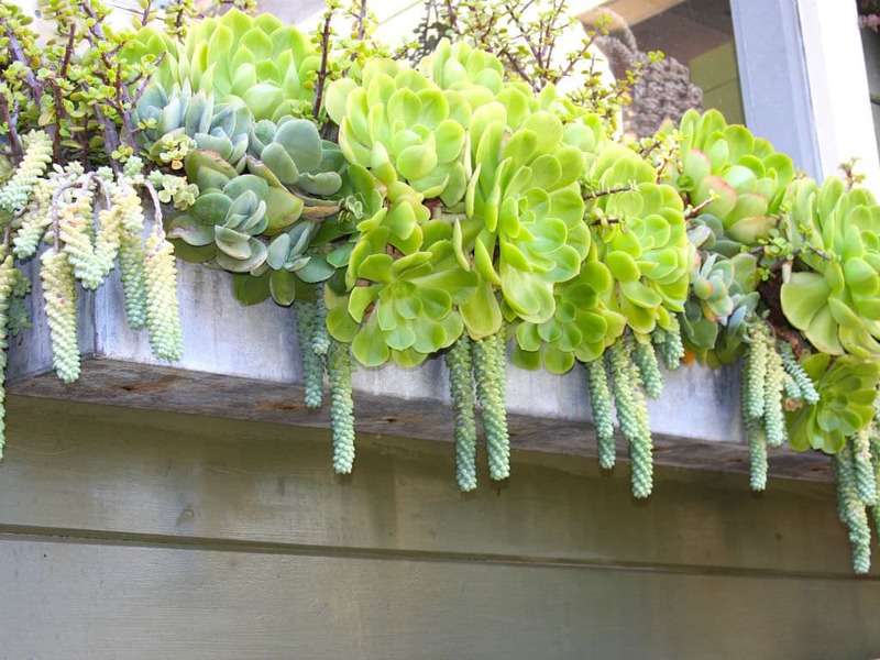 Succulent Gardening in Window Boxes