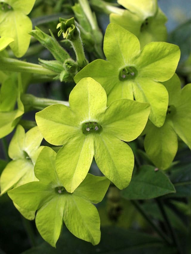 Flowering Tobacco