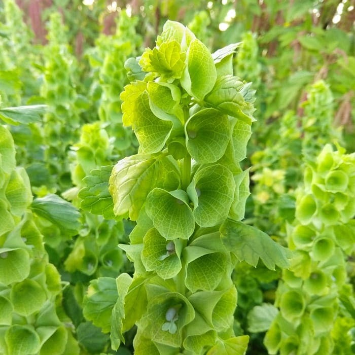 Bells of Ireland