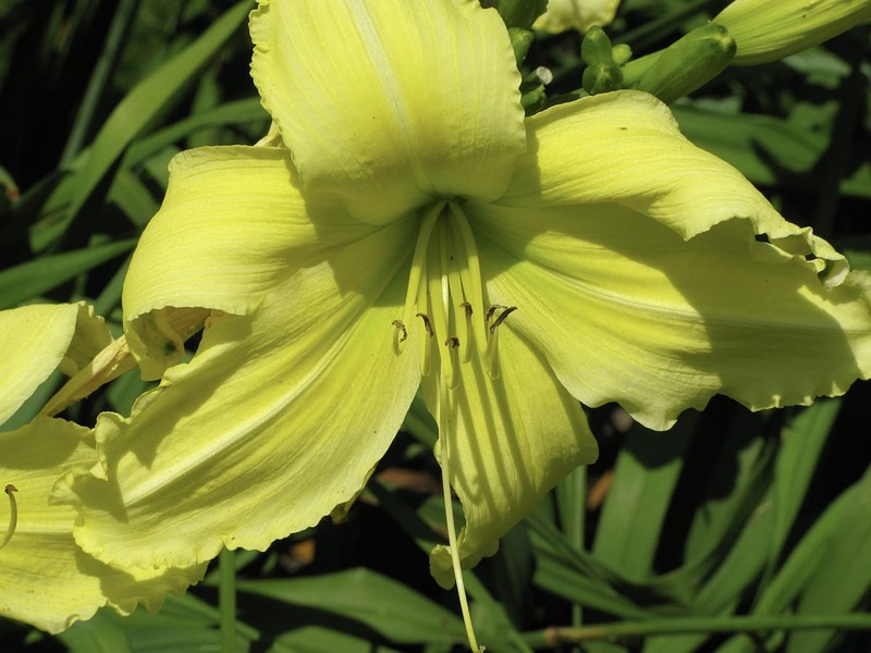 Green Daylily