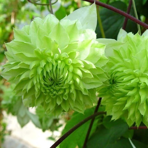 Clematis Flórida Alba Plena