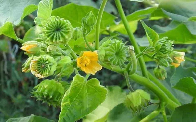 Malva Indiana Flor Verde