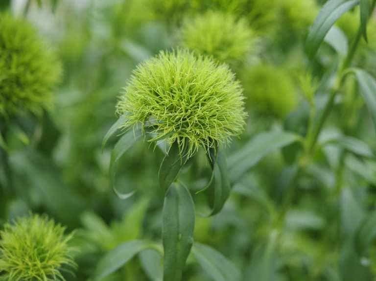 Green Dianthus