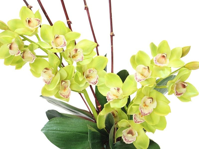 Cymbidium Orchid