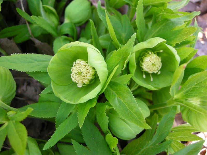 Green Hellebores