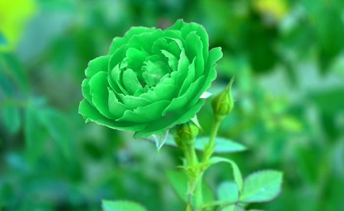 Rosa Verde