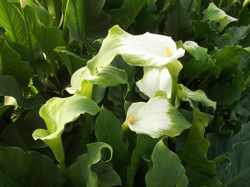 ‘Green Goddess’ Calla Lily