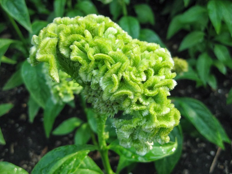 Green Cockscomb