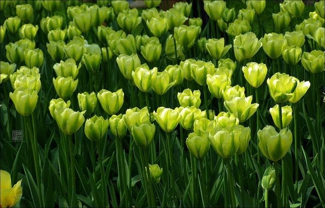 Green Tulips