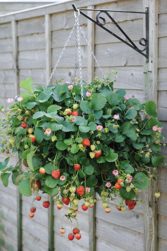 Strawberry Hanging Planter On The Fence