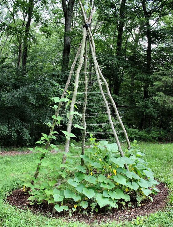 Build A Garden Teepee Cucumber Trellis With Branches