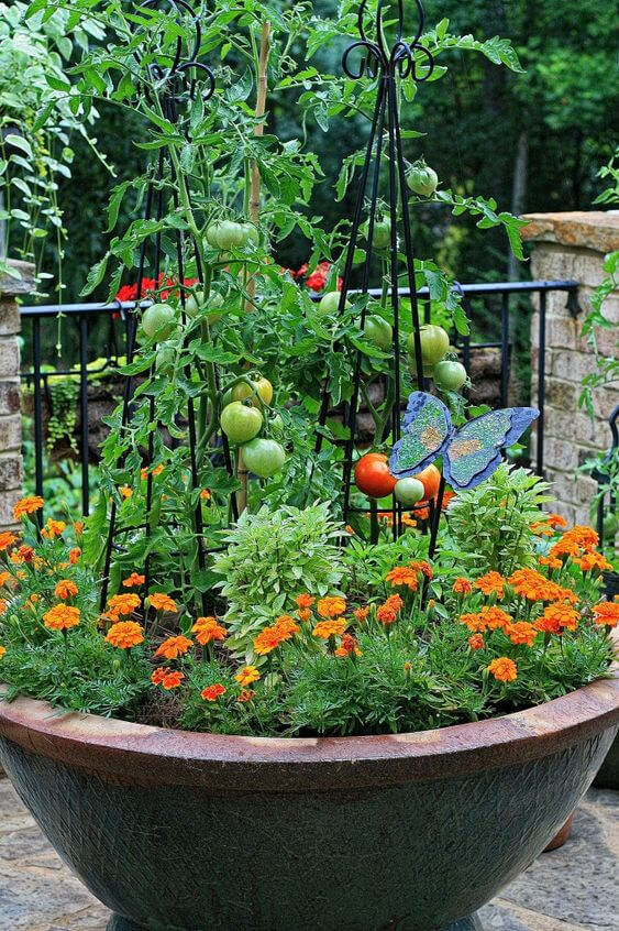 Tomatoes And Flower In Pot