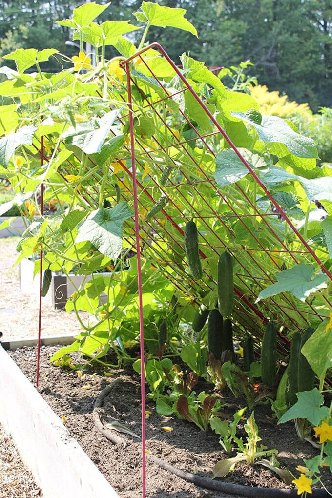  Easy Cucumber Trellis