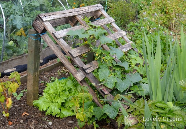 Pallet Trellis