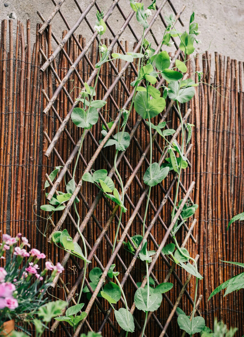 Flexible Twig Trellis