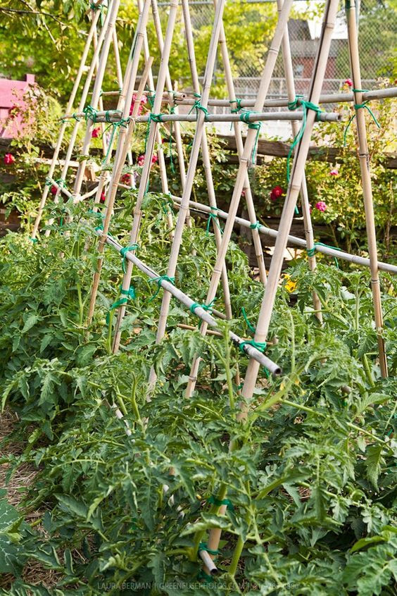 Bamboo Trellis