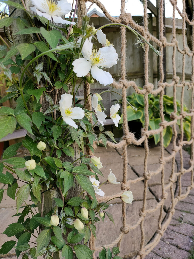 Rope Trellis