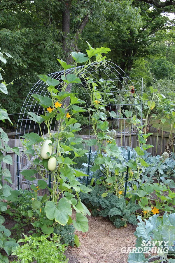 Cattle Panel Arch Trellis