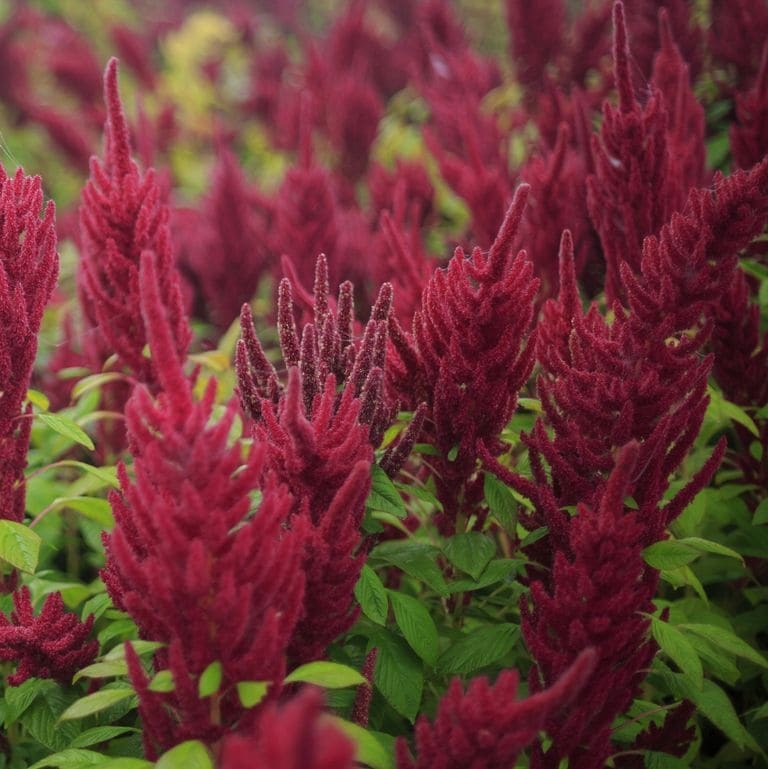 Amaranthus