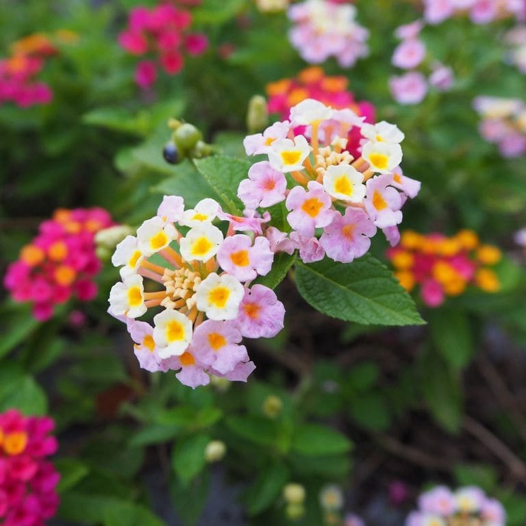 Lantana