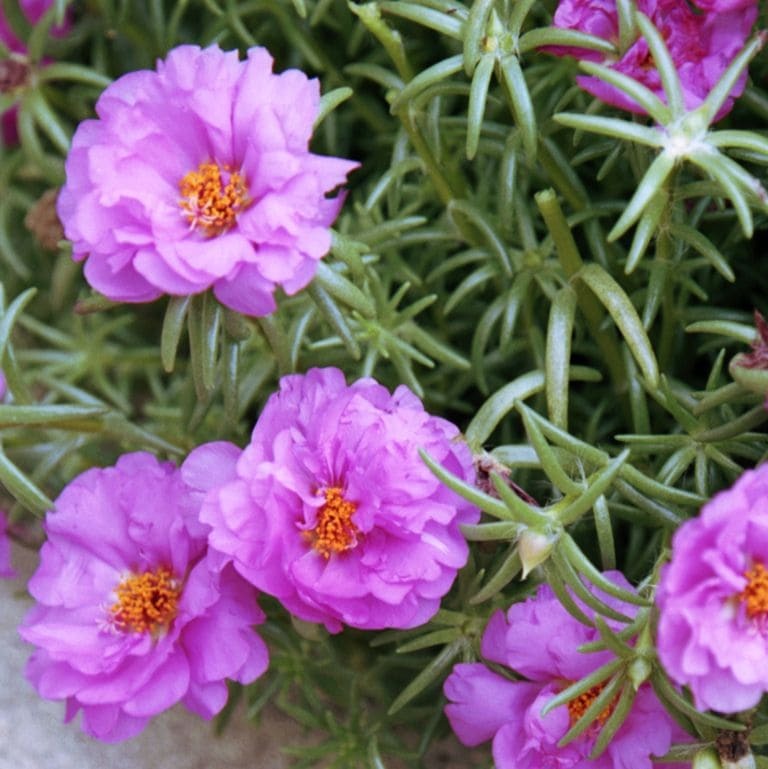 Moss Rose