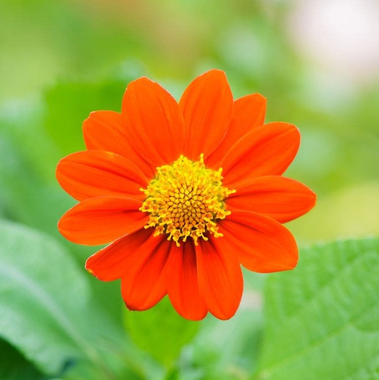 Mexican Sunflowers