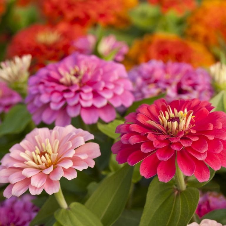 Common Zinnias