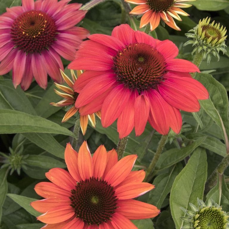 Coneflowers