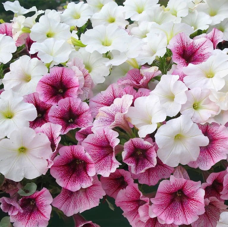  Petunias