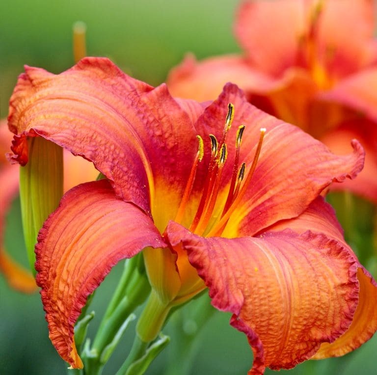 Daylilies