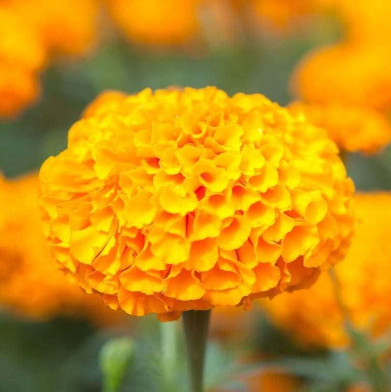 Marigolds