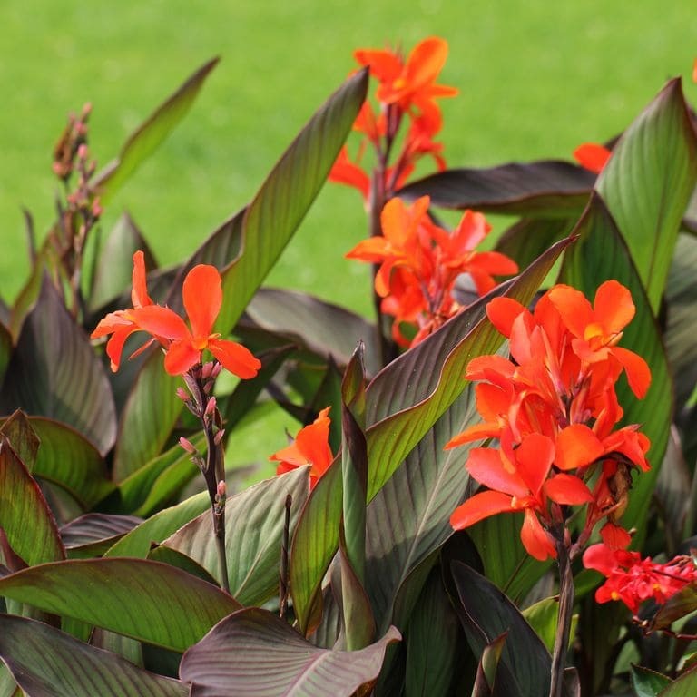 Canna Lilies