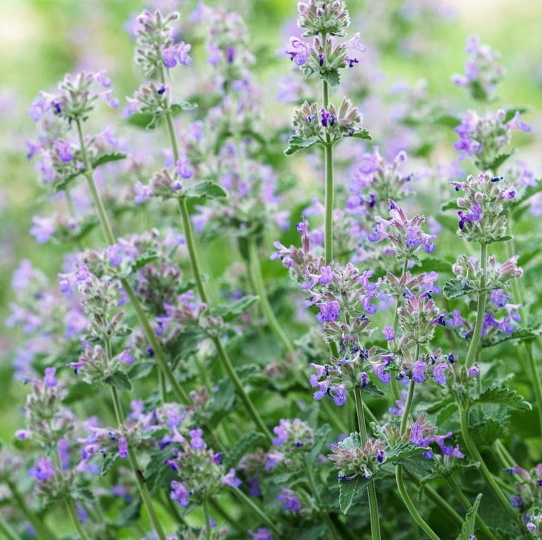 Catmint