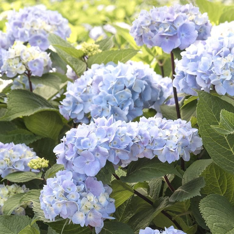 Hydrangeas