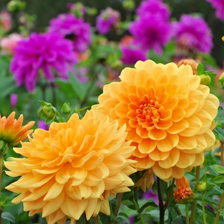 Dahlias