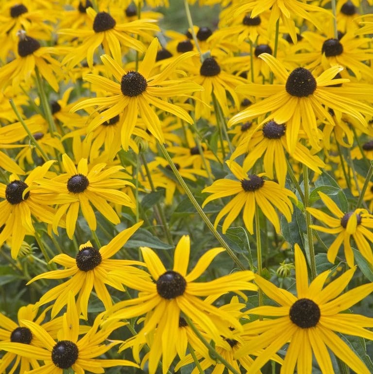 Susans de olhos pretos