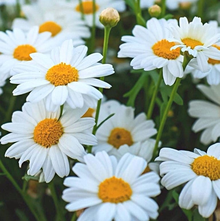 Daisies