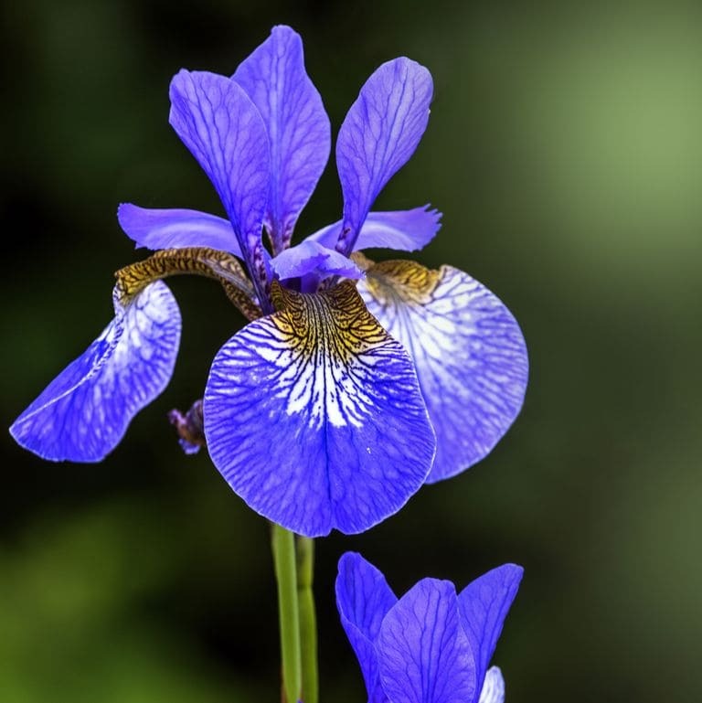 Irises