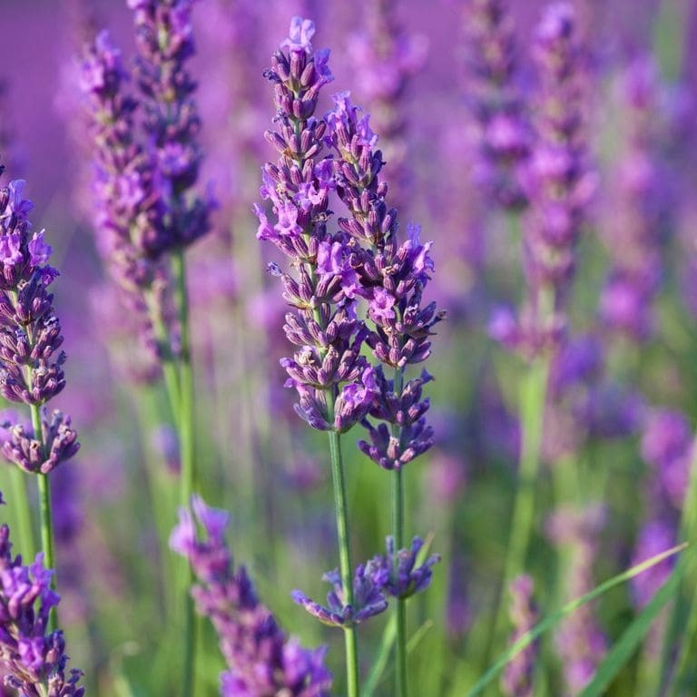 Lavanda