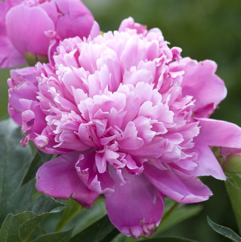 Peonies