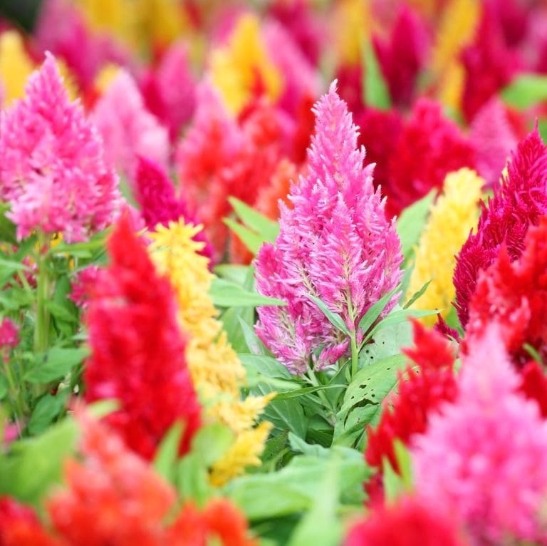 Wheat Celosia